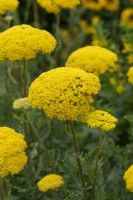 Achillea filipendulina 'Parker's Variety', yarrow, a vigorous perennial with large flat golden umbels of flowers in summer.