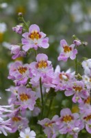 Schizanthus x wisetonensis 'Dr Badger's Mixed', butterfly flower, an annual bearing spikes of glamorous flowers in many colour combinations, for weeks on end