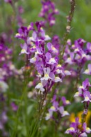 Linaria maroccana, annual toadflax, an upright annual with two-lipped purple, pink or white flowers.