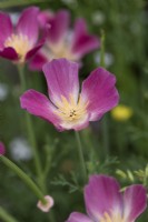 Eschscholzia californica 'Carmine King', Californian poppy, an annual flowering in summer.