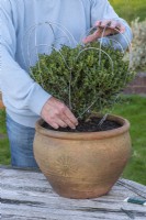 An evergreen Japanese holly bush, Ilex crenata 'Green Hedger', an alternative to box, is enclosed within a 40cm high heart-shaped metal frame