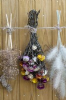 Picked from the garden and hung to dry are bunches of everlasting flowers and the seedheads of allium and Pennisetum villosum.