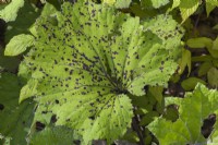 Rheum - Rhubarb leaf with black spot disease and insect damage in summer.