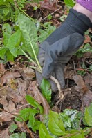 Removing an Arum italicum - 
Italian arum from a border wearing protective gloves