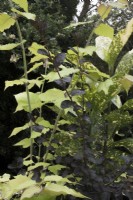 Mixed evergreen shrub foliage contrasts and colours - Aucuba japonica 'Goldstrike', Leycesteria formosa 'Lydia', Ceanothus 'Tuxedo'