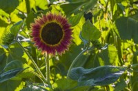 Helianthus annuus 'Ruby Eclipse' - Sunflower in summer.