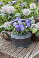 A copper kettle of violas, with assorted containers planted with white Allium karataviense.