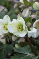 Helleborus 'Molly's White' Rodney Davey Marbled Group, a hellebore bearing single white flowers with green inners from February.
