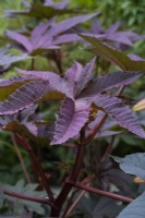 Ricinus communis 'New Zealand Black', Castor oil plant, a tender, fast growing evergreen shrub, usually grown as an annual.