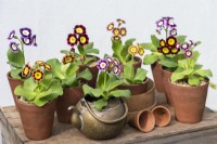 Primula auricula 'Sasha Files' in an antique brass kettle. Left: 'Bewitched'.