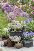 In early summer, assorted containers planted with violas,  white Allium karataviense and purple Allium cristophii.
