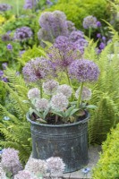 An old copper bucket planted with white Allium karataviense and purple Allium cristophii.