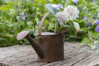 An old copper watering can planted with white Allium karataviense, a low growing ornamental onion with broad, glaucous leaves, and white flowers, 8cm across, made up of 50+ tiny star-shaped flowerlets.