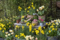 A spring display of a  mixture of containers planted with daffodils, primulas and tulips.