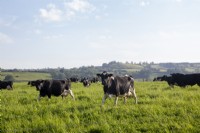 Cows in pasture field 