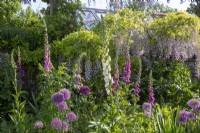 Wisteria in flower - flowerbed with Alliums and Digitalis 
