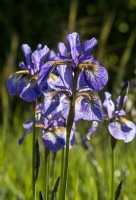 Iris Sibirica flowers
