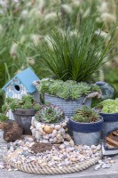 A large pot of Sempervivum arachnoideum and Carex 'Evergreen' is surrounded by (left to right): S. 'Midas', S. 'Sir William Lawrence', S. 'Heigham Red' and S. 'Pekinese'.