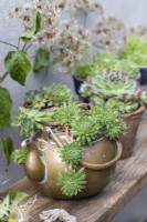 Sempervivum 'Midas', houseleek, a succulent planted in a vintage brass kettle with a shelf of potted sempervivum.
