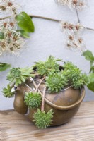 Sempervivum 'Midas', houseleek, a succulent plant thriving in a vintage brass kettle.