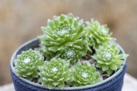 Sempervivum arachnoideum ssp. tomentosum 'Stansfieldii', houseleek, a succulent with rosettes of pointed green leaves covered in a cobweb of white fur.