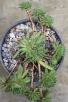 Sempervivum 'Midas', houseleek, a succulent with dense, fleshy green rosettes edged in fine hairs.