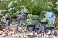 A collection of succulents in a seaside themed arrangement. In box: Sempervivum 'Midas' and S. 'Limelight'. Left to right: S. arachnoideum bryoides, S. 'Burgundy Sparkle', S. 'Sir William Lawrence', S. 'Sprite', S. 'Heigham Red', S. 'Pekinese' and S. ruthenicum.