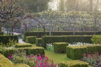 Looking over pink Tulipa 'Mariette' and 'White Triumphator' and box cuboid shapes to a pleached pear avenue.