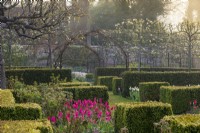 Looking over pink Tulipa 'Mariette' and box cuboid shapes to a pleached pear avenue.