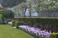 View along avenue of pleached pears in blossom, underplanted with box hedging, pink forget-me-nots and tulip 'Synaeda Amor', a resilient triumph tulip that opens deep pink, fading to a pale two-tone pink with bluish tinge.