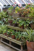 A Victorian greenhouse with a collection of terracotta pots  displayed on staging
