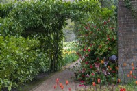 View over Tulipa 'Ballerina' past camellia and through laurel arch to the back garden