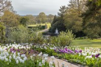 View over the old moat to parkland, seen over pathway flanked with (near) tulips white 'Signature' and 'Secret Parrot'. On lower edge, white 'Mount Tacoma' and 'Blue Diamond'.