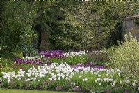 View over border of tulips 'Rejoyce', 'Mount Tacoma', Blue Ribbon' and 'Blue Diamond' to star magnolia above tulips 'Signature and 'Secret Parrot'.