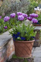 Tulipa 'Blue Diamond', a double late flowering tulip, in a terracotta pot with violas
