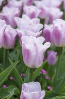 Tulipa 'Synaeda Amor', a Triumph tulip that opens deep pink, fading to a pale two-tone pink with bluish tinge