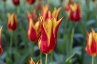 Tulipa 'Fly Away' has the pointed silhouette of a lily-flowered tulip, with bold red petals edged in gold