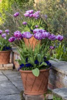 Tulipa 'Blue Diamond', a double late flowering tulip underplanted with violas.