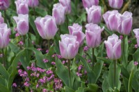 Tulipa 'Synaeda Amor', a resilient triumph tulip that opens deep pink, fading to a pale two-tone pink with bluish tinge.