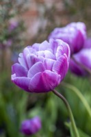 Tulipa 'Blue Diamond', a pinkish purple with a silvery blue lustre on the large, double blooms
