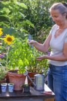 Woman picking pot grown basil - Ocimum basilicum.