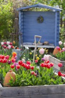 Raised bed with Tulip 'Leen Van Der Mark' and gardeen tools with blue gazebo in the background..