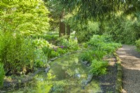 View of the Bog Garden in Cambridge Botanic Gardens in May with dappled sunlight. Pond with log edging, ferns, primulas, irises and bamboos.