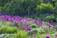 View of the Scented Garden at Cambridge Botanic Gardens with Alliums planted between clumps of santolina, lavender, thyme, artemisia and other grey and silver-leaved shrubs and perennials. May.