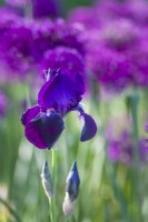 Closeup of Iris 'Sable' with alliums. May
