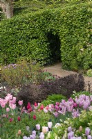 An opening in a laurel hedge is seen over clumps of pink tulips emerging in an informal mixed border: 'Bella Blush', 'Light and Dreamy' and 'Christmas Dream'.