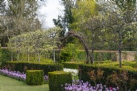 View along avenue of pleached pears in blossom, underplanted with box hedging, forget-me-nots, roses and Tulipa 'Synaeda Amor'. 