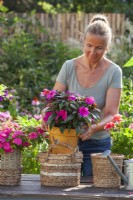 Woman is placing pot grown Impatiens hawkeri - New Guinea in decorative container made of paper rope.