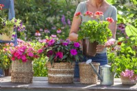 Woman is placing pot grown Pelargonium in decorative container made of paper rope.