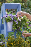 Woman removing spent flowers from container grown Surfinia and other bedding flowers on ladder.
